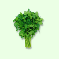 Coriander bunch