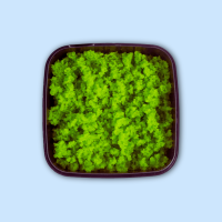 Masago Grün 12x500g Karton