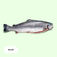 Frisch Lachs Ganz XXL 6/7 ca. 20-25kg Kiste - je kg
