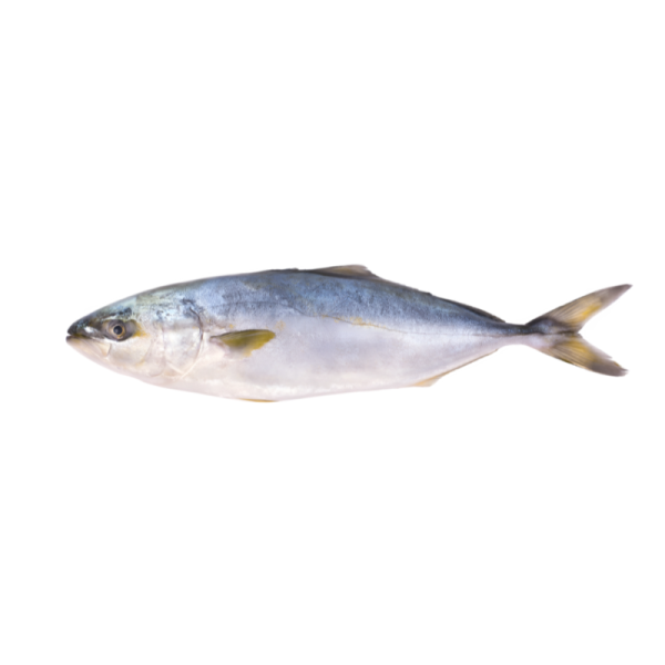Frisch Hamachi ausgenommen 3-5kg ca. 8kg Kiste - je kg
