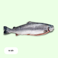 Frisch Lachs Ganz XL 5/6 ca. 20-25kg Kiste - je kg