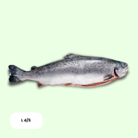 Frisch Lachs Ganz L 4/5 ca. 20-25kg Kiste - je kg