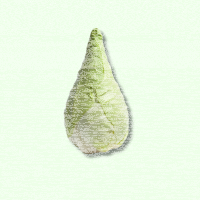 Spitzkohl St&uuml;ck