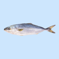 Hamachi Gelbschwanzfilet mit Haut (1.3-1.8KG)  je Kg